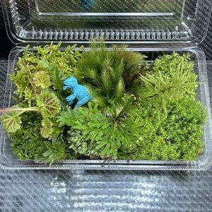 天然苔　こけ　植物詰め合わせ！イワマツ　コウヤノマンネングサ等 bl