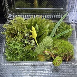 天然苔　こけ　植物詰め合わせ！ホウオウゴケ　カサゴケ　ノキシノブ等 y