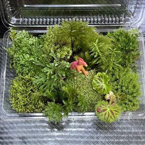 天然苔　こけ　植物詰め合わせ！イワマツ　フウリンゴケ　ホウオウゴケ等 r