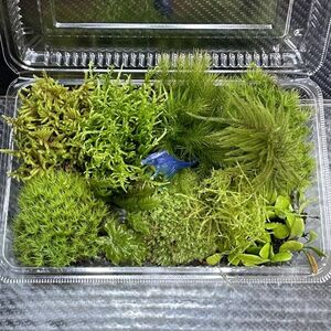 天然苔　こけ　植物詰め合わせ！コウヤノマンネングサ　マメヅタ　タマゴケ等 n