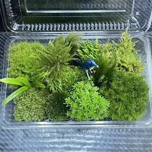 天然苔　こけ　植物詰め合わせ！ネズミノオゴケ　フウリンゴケ　カサゴケ等 n