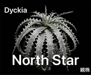ディッキア ノーススター 子株 / Dyckia North Star ブロメリア カキコ 多肉植物