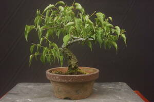  bonsai Fuji ... plum 