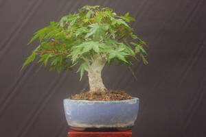  bonsai Mt Fuji maple small goods 