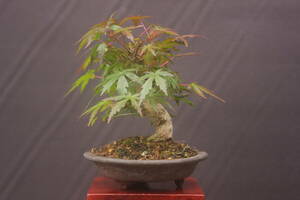  bonsai Mt Fuji maple small goods height of tree 12.