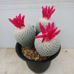 （サボテン&多肉植物)Epitgelantha micromeris V greggii SB235 Paila