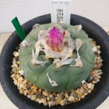 （サボテン&多肉植物)　赤花烏羽玉実生苗_画像1