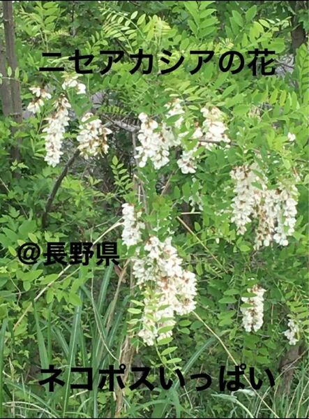 ◆そろそろ終了◆アカシアの花　ネコポスいっぱい　山野草