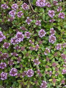 山野草 クリーピングタイム 根付きジップロック大相当