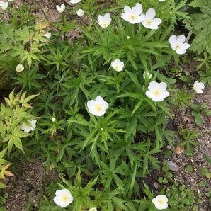 山野草 フタマイチゲ30本