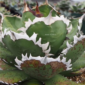 【チェーンタイプ子株】アガベ チタノタ チェーンタイプ (Agave titanota Chain type) 発根済み 竜舌蘭 リュウゼツラン 多肉植物 MP221-