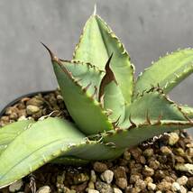 【チタノタ実生】アガベ チタノタ実生 (Agave titanota seedling) 発根済み 竜舌蘭 リュウゼツラン 多肉植物 MP844_画像2