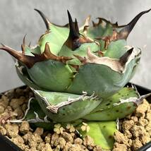 【厳選株】アガベ チタノタ '阿修羅' (Agave titanota 'Ashura') 発根済み 竜舌蘭 多肉植物 MP228-_画像4