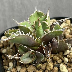 【チタノタ子株】アガベ チタノタ (Agave titanota ) 発根済み 竜舌蘭 リュウゼツラン 多肉植物 MP790-8