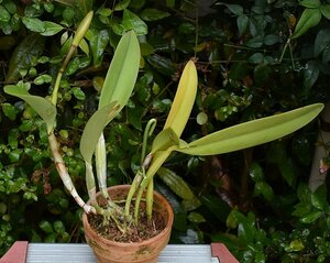 洋蘭カトレア原種 c.lueddemanniana tipo実生株 初花蕾付