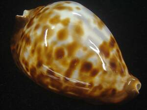貝 標本 クリーミィベルコイ　大　老成