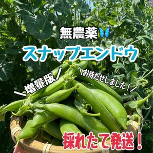 【無農薬】スナップエンドウ　朝採れ　【tamurafarm2.0】　増量版です！　おまけ付き！