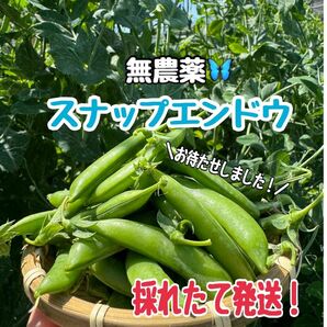 【無農薬】スナップエンドウ　朝採れ【tamurafarm2.0】　おまけ付き！