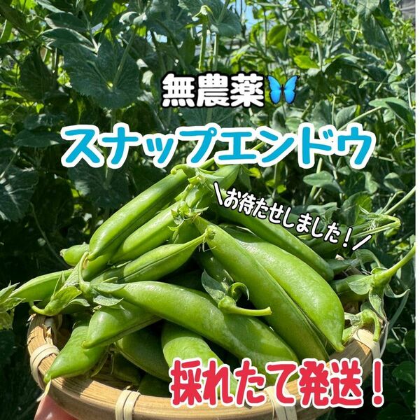 【無農薬】スナップエンドウ　朝採れ【tamurafarm2.0】　おまけ付き！