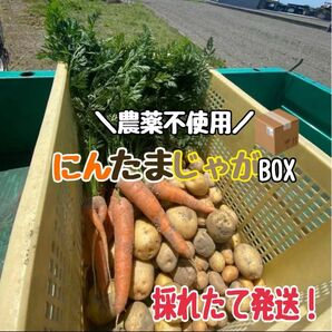 【農薬不使用】にんたまBOX ★数量限定★ 人参　新じゃが　新玉★スーパーでは味わえないお野菜です★この機会にぜひどうぞ！★