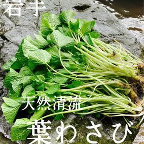 【期間限定SALE】天然清流　葉わさび　250g