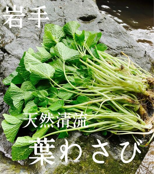 【残り僅か】天然清流　葉わさび　250g