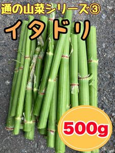 天然山菜　イタドリ　500g