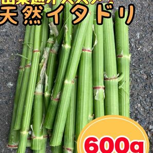 【食感最高】天然山菜　イタドリ　600g