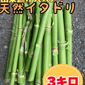 【食感最高】天然山菜イタドリ　3キロ