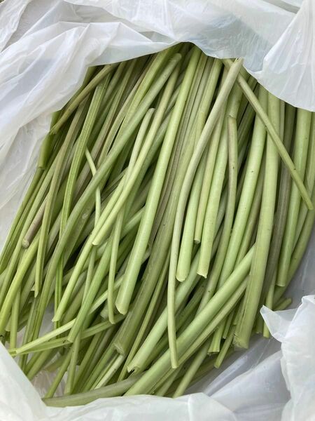 【爽やかな辛味】天然茎わさび　400g