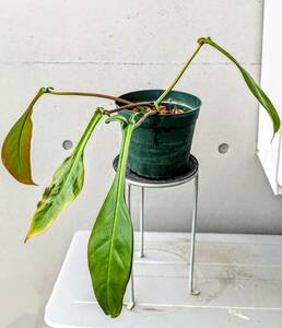 フィロデンドロン　ジョピー ※ Philodendron Joepii