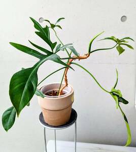 フィロデンドロン　クエルシフォリューム　‘グラッドハンズ‘ ※ PHILODENDRON QUERCIFOLIUM 'GLADHANDS'