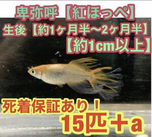 沖ちゃんメダカ生後1ヶ月〜2ヶ月【送料無料】卑弥呼　ひみこ　紅ほっぺ　ロングフィン　ヒレ長　15匹　稚魚　若魚　1cm前後