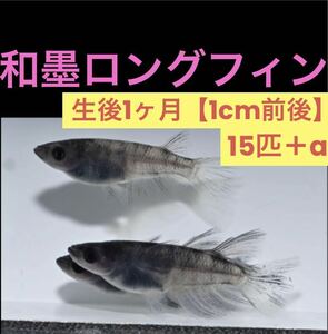 沖ちゃんメダカ　約1cm前後【送料無料】　稚魚　和墨　ヘテロ　リアルロングフィン　稚魚 15匹　極上　1ヶ月半