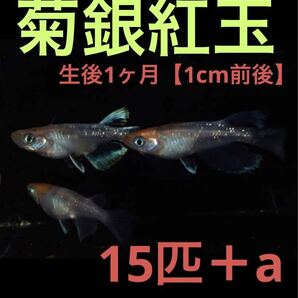 沖ちゃんメダカ 約1cm前後【送料無料】 稚魚 菊銀紅玉 ラメ メダカ 極上 稚魚 15匹 極上 1ヶ月半 きくぎんこうぎょくの画像1