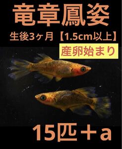 沖ちゃんメダカ　約1.5cm【送料無料】　稚魚　竜章鳳姿　リアルロングフィンの稚魚 15匹　極上　3ヶ月半　産卵中