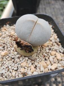 ディンテランサス 南蛮玉 　Dinteranthus pole-evansii