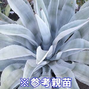  agave u interior -na75cm large seedling 