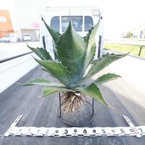  agave green goblet width approximately 65cm. huge seedling 