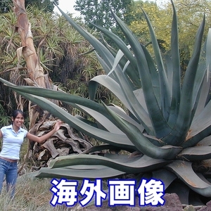アガベ　マピサガ　リサ　総幅約70cm　大きな苗