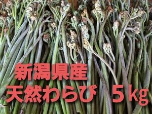 9日～10日収穫発送【良質】新潟県産天然わらび5kg