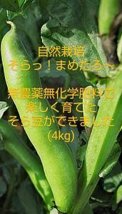 【4kg】そら豆/蚕豆/空豆/そらまめ/soramame