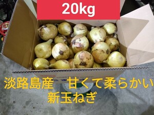 [期間限定]送料無料　淡路島産　新玉ねぎ　20kg　高糖度　ブランド品種　七宝　№1