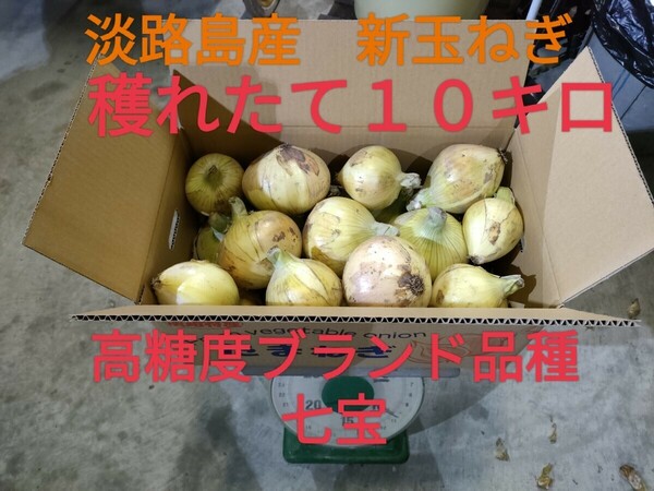 最終！　送料無料　早生新玉ねぎ10㌔ 農家直送 淡路島産　極甘　生食可2