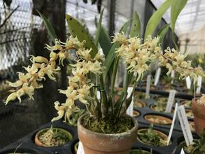 洋蘭原種　Coel.（＝Dendrochilum）anfractum