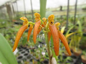 洋蘭原種　Bulb.nodosum