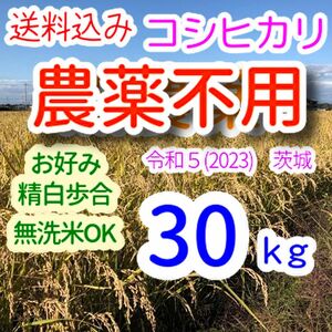 ちゅりさん用 農薬不用 コシヒカリ 30kg 令和5年(2023) 茨城 おこめ 白米/玄米