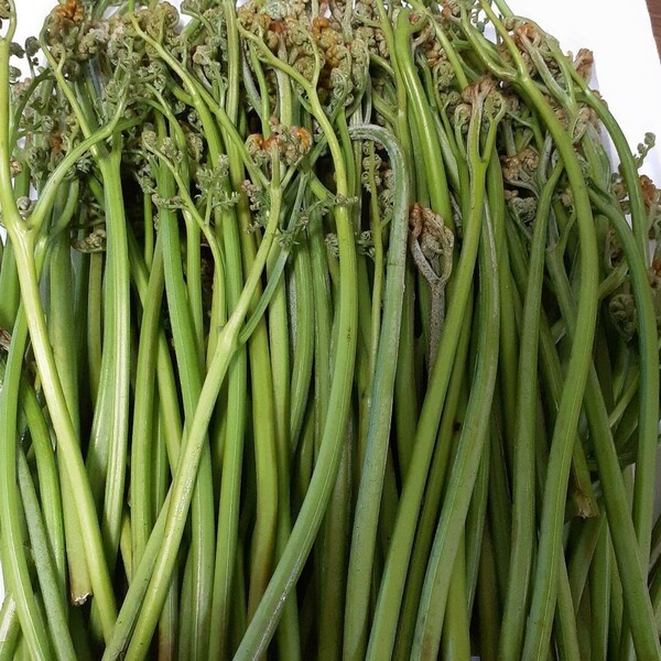 天然 わらび 700ｇ 信州産　ワラビ　蕨　山菜