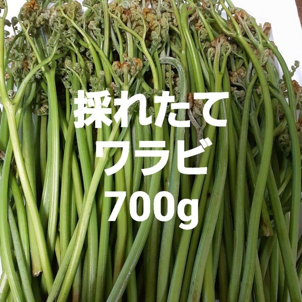 天然 わらび 700ｇ 信州産　ワラビ　蕨　山菜　①