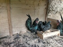 真黒矮鶏の卵_画像3